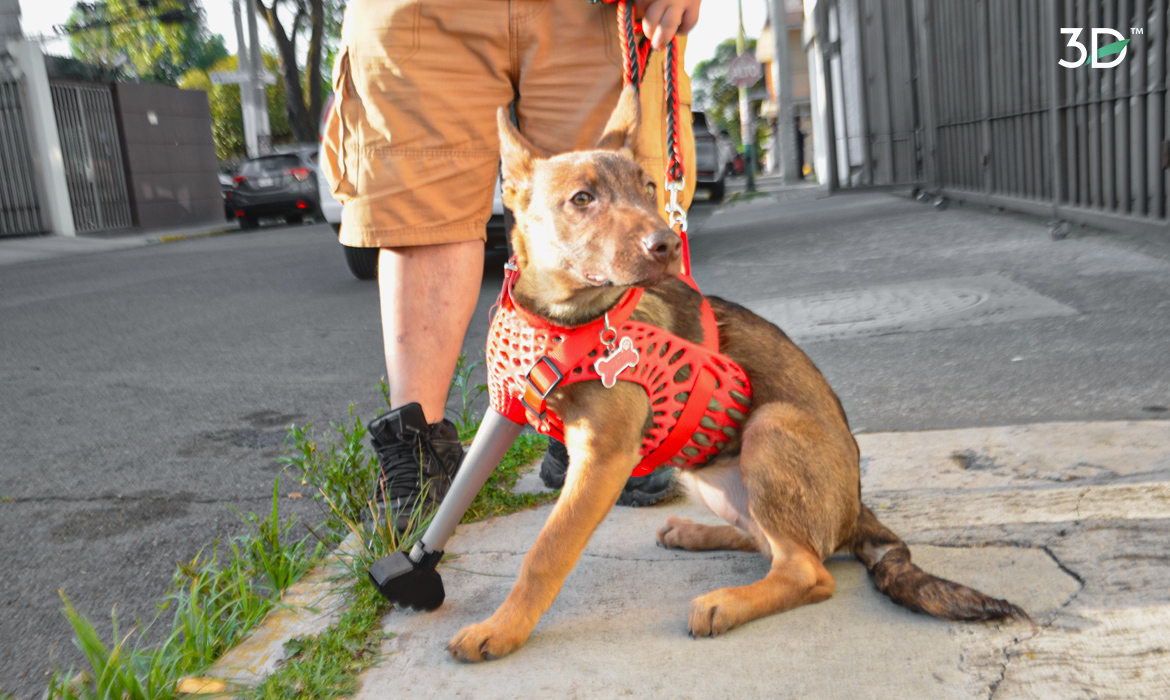 Protesis caninca de extremidad, impresa en 3D